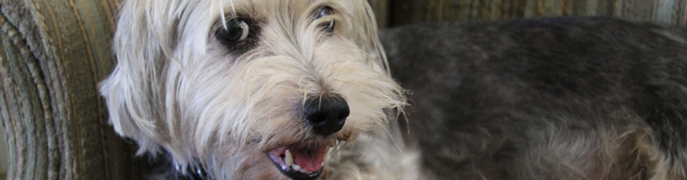 Pet-Friendly Home Design: Solutions for Your Furry Friends Pet-Friendly Home Design: Solutions for Your Furry Friends