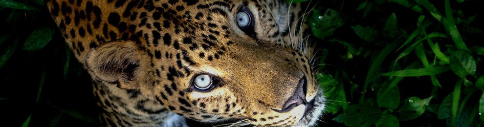 Unleashing the Wild: Using Animal Prints in Home Interiors Unleashing the Wild: Using Animal Prints in Home Interiors