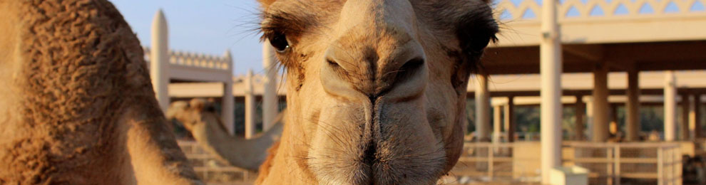 Designing with Camel … I mean the Color Camel! Designing with Camel … I mean the Color Camel!